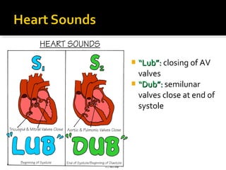  ““Lub”:Lub”: closing of AV
valves
 ““Dub”:Dub”: semilunar
valves close at end of
systole
 