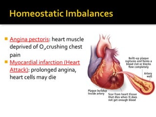  Angina pectoris: heart muscle
deprived of O2,crushing chest
pain
 Myocardial infarction (Heart
Attack): prolonged angina,
heart cells may die
 