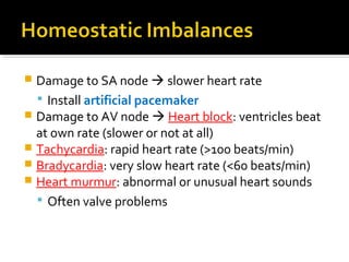  Damage to SA node  slower heart rate
 Install artificial pacemaker
 Damage to AV node  Heart block: ventricles beat
at own rate (slower or not at all)
 Tachycardia: rapid heart rate (>100 beats/min)
 Bradycardia: very slow heart rate (<60 beats/min)
 Heart murmur: abnormal or unusual heart sounds
 Often valve problems
 