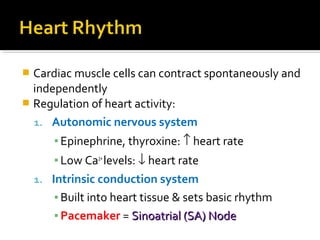  Cardiac muscle cells can contract spontaneously and
independently
 Regulation of heart activity:
1. Autonomic nervous system
▪ Epinephrine, thyroxine: ↑ heart rate
▪ Low Ca2+
levels: ↓ heart rate
1. Intrinsic conduction system
▪ Built into heart tissue & sets basic rhythm
▪ Pacemaker = Sinoatrial (SA) NodeSinoatrial (SA) Node
 