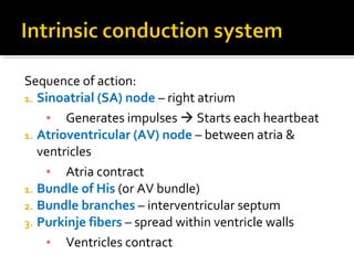 Sequence of action:
1. Sinoatrial (SA) node – right atrium
▪ Generates impulses  Starts each heartbeat
1. Atrioventricular (AV) node – between atria &
ventricles
▪ Atria contract
1. Bundle of His (or AV bundle)
2. Bundle branches – interventricular septum
3. Purkinje fibers – spread within ventricle walls
▪ Ventricles contract
 