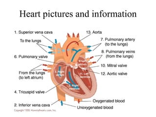 Heart pictures and information 