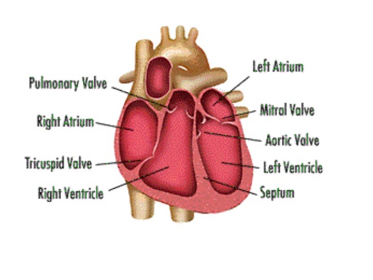 Heart pictures and_information1
