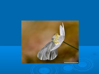 You should feel that this is God’s blessing,
God’s encouragement to become whole. We can reach
perfection by making extra effort to cope with and compensate
for our failings. We must confront them with courage and effort
to strengthen and complete ourselves. In this way we can
contribute to the establishment of God’s Kingdom of Heaven.”
Young Whi Kim; Our Faults: Obstacle or Opportunity
Google for online Young Whi Kim
 