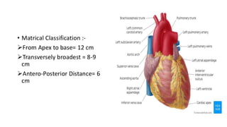 Human Pulmonary System Important organ Heart ppt.pdf