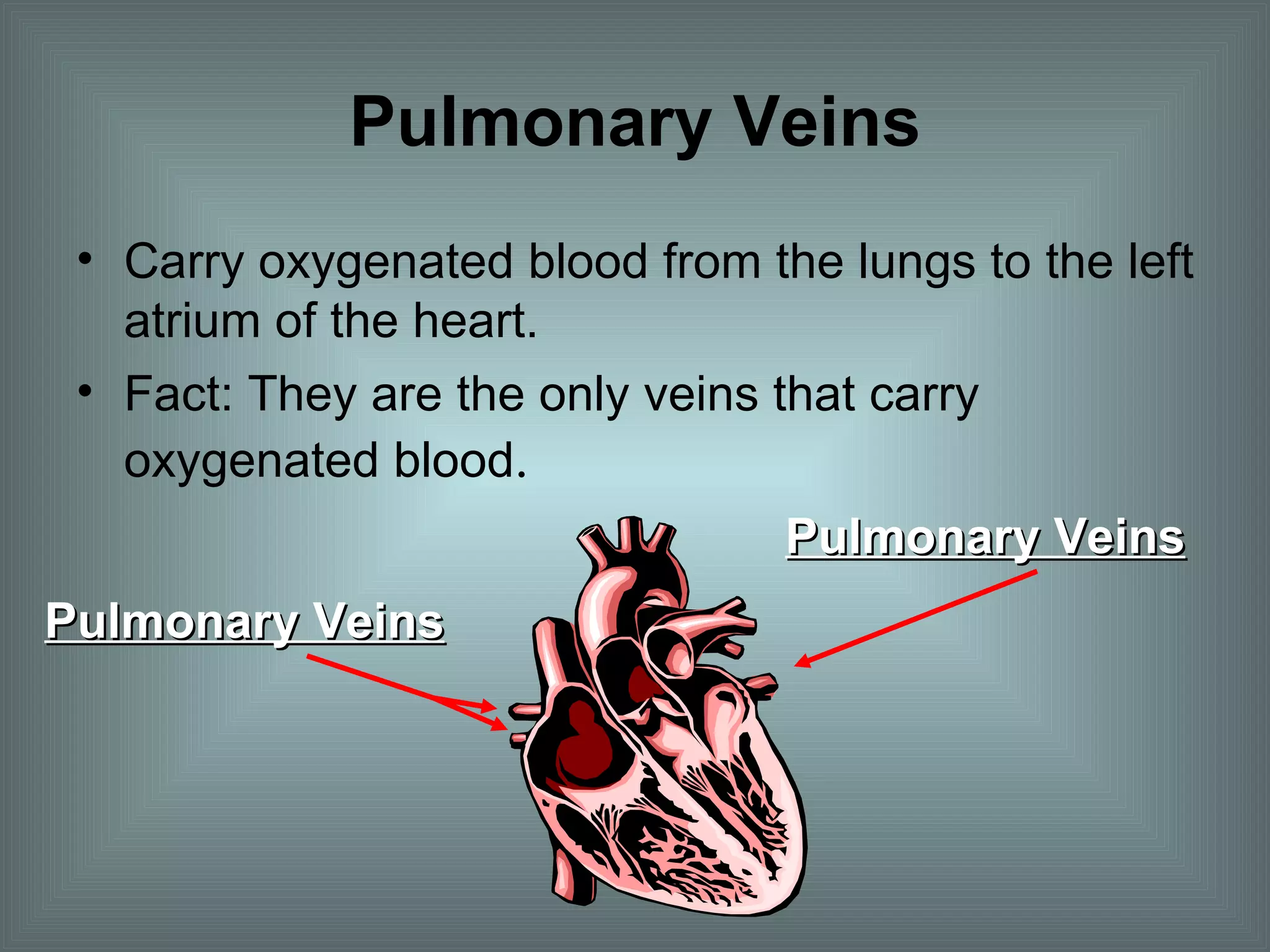 Pulmonary Veins Carry oxygenated blood from the lungs to the left atrium of the heart. Fact: They are the only veins that carry oxygenated blood . Pulmonary Veins Pulmonary Veins 