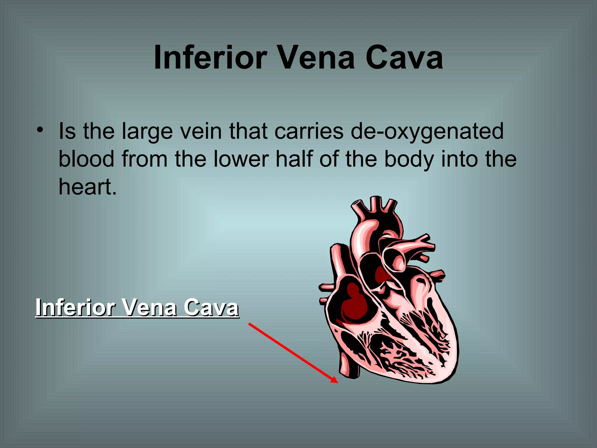 Inferior Vena Cava Is the large vein that carries de-oxygenated blood from the lower half of the body into the heart. Inferior Vena Cava 