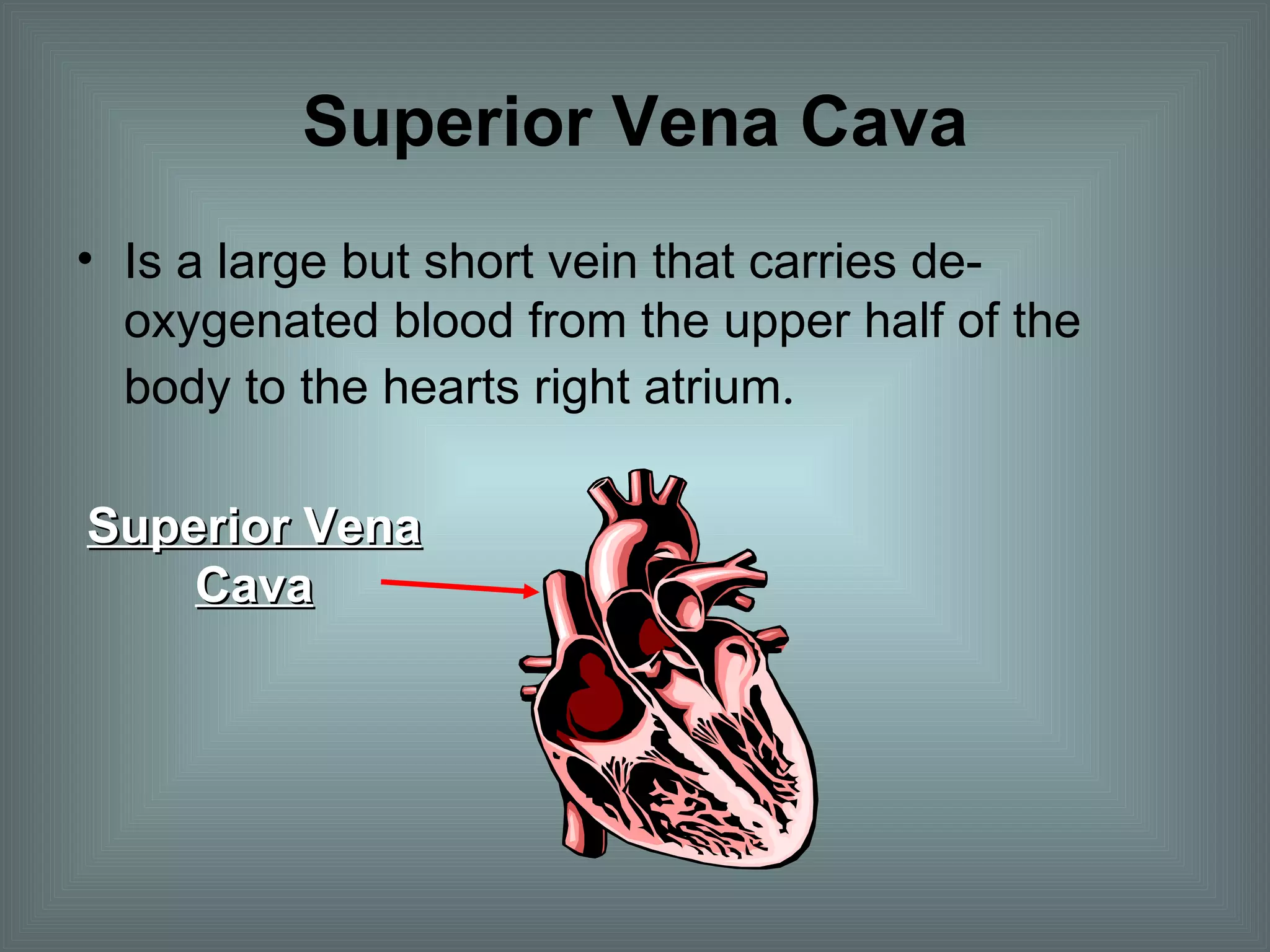 Superior Vena Cava Is a large but short vein that carries de-oxygenated blood from the upper half of the body to the hearts right atrium . Superior Vena Cava 