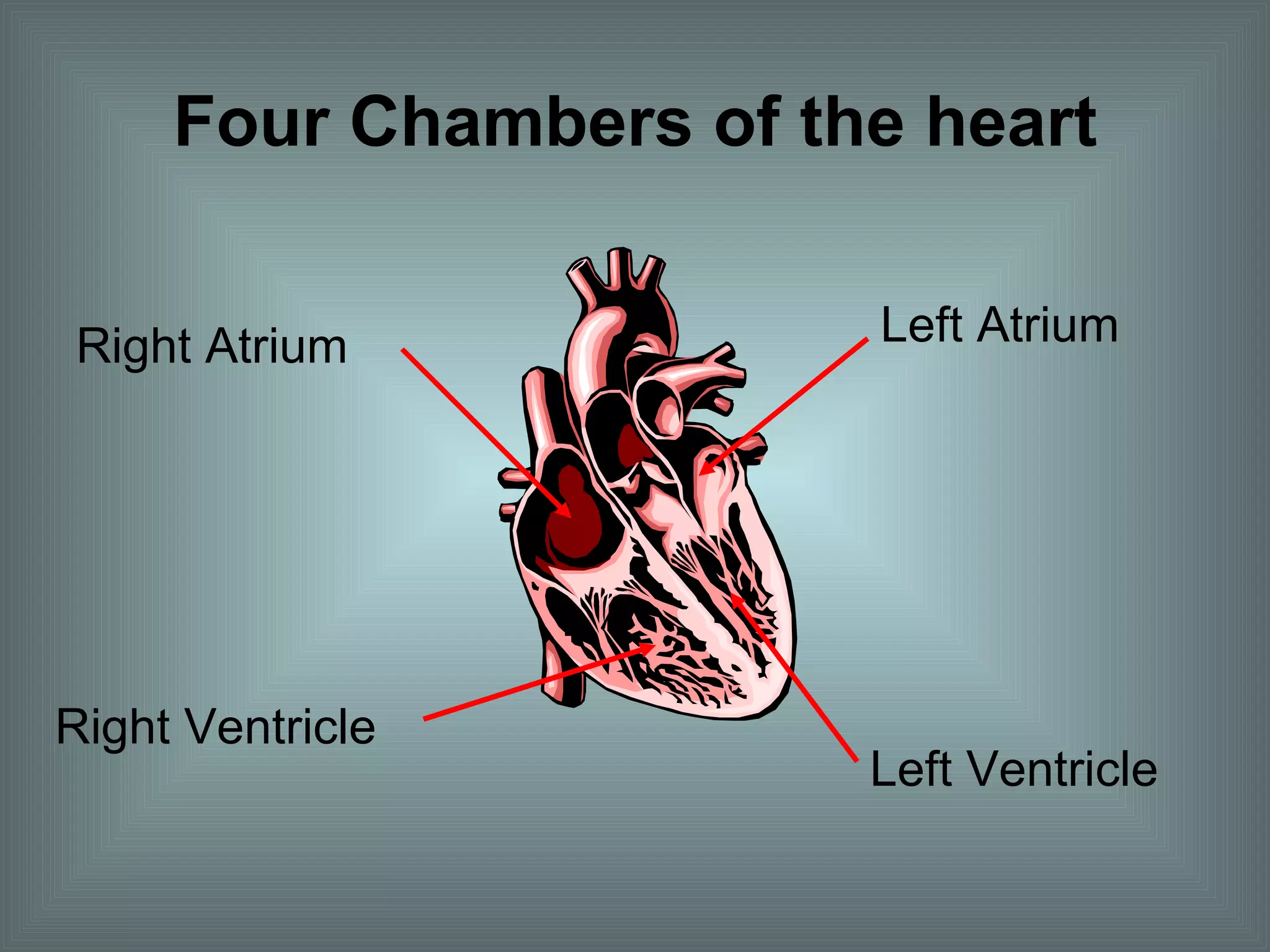 Four Chambers of the heart Right Atrium  Left Atrium  Right Ventricle  Left Ventricle  