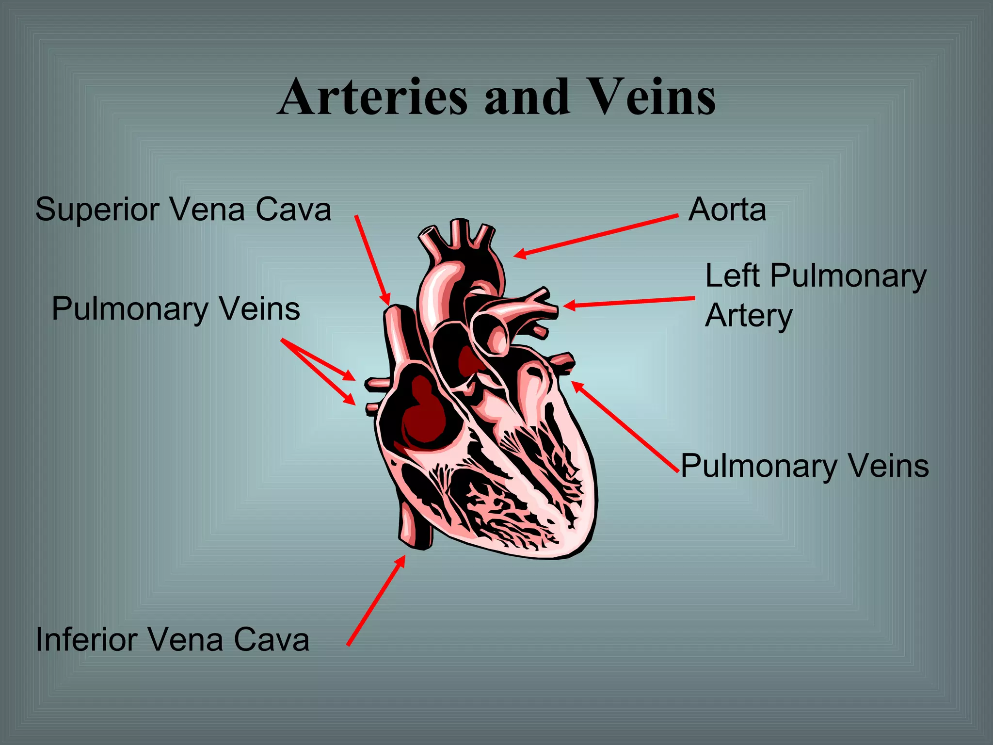 Arteries and Veins Superior Vena Cava Pulmonary Veins Inferior Vena Cava Aorta Left Pulmonary Artery Pulmonary Veins 