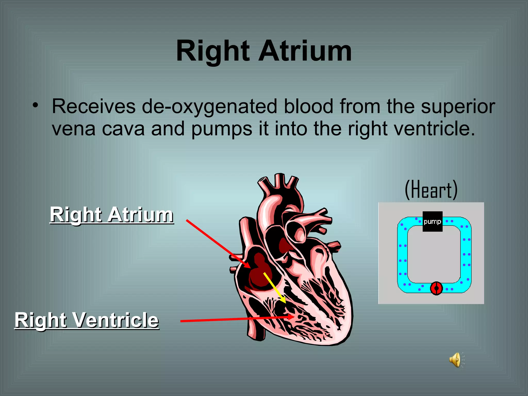 Right Atrium Receives de-oxygenated blood from the superior vena cava and pumps it into the right ventricle. (Heart) Right Atrium Right Ventricle 