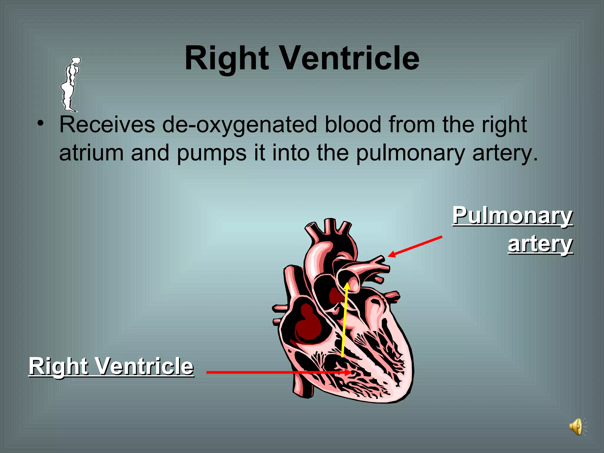Right Ventricle Receives de-oxygenated blood from the right atrium and pumps it into the pulmonary artery. Right Ventricle Pulmonary artery 
