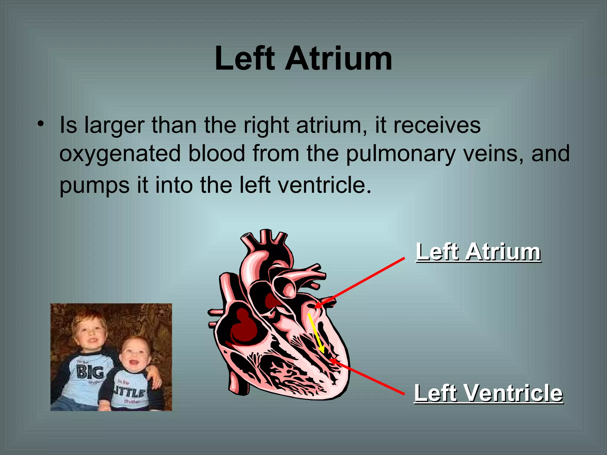 Left Atrium Is larger than the right atrium, it receives oxygenated blood from the pulmonary veins, and pumps it into the left ventricle . Left Atrium Left Ventricle 