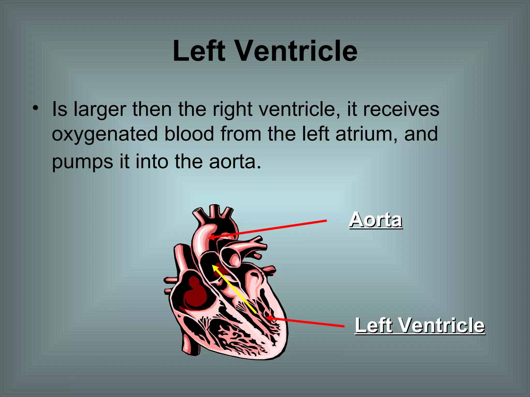 Left Ventricle Is larger then the right ventricle, it receives oxygenated blood from the left atrium, and pumps it into the aorta . Left Ventricle Aorta 
