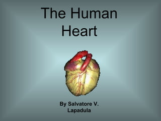 The Human Heart By Salvatore V. Lapadula 