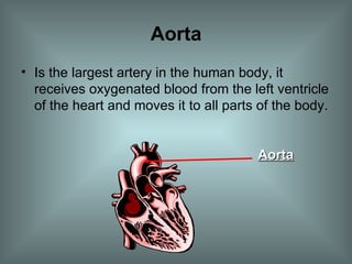 Aorta Is the largest artery in the human body, it receives oxygenated blood from the left ventricle of the heart and moves it to all parts of the body. Aorta 