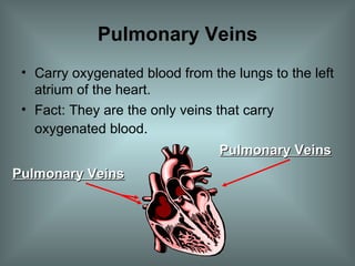 Pulmonary Veins Carry oxygenated blood from the lungs to the left atrium of the heart. Fact: They are the only veins that carry oxygenated blood . Pulmonary Veins Pulmonary Veins 