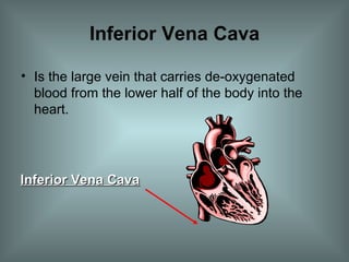Inferior Vena Cava Is the large vein that carries de-oxygenated blood from the lower half of the body into the heart. Inferior Vena Cava 