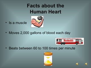 Facts about the Human Heart Is a muscle Moves 2,000 gallons of blood each day Beats between 60 to 100 times per   minute 