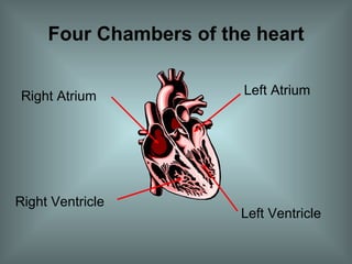 Four Chambers of the heart Right Atrium  Left Atrium  Right Ventricle  Left Ventricle  