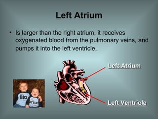 Left Atrium Is larger than the right atrium, it receives oxygenated blood from the pulmonary veins, and pumps it into the left ventricle . Left Atrium Left Ventricle 