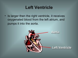 Left Ventricle Is larger then the right ventricle, it receives oxygenated blood from the left atrium, and pumps it into the aorta . Left Ventricle Aorta 