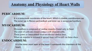 Anatomy and Physiology of Heart Walls
PERICARDIUM:
It is a outermost membrane of the heart. Which is double membranous sac
The outer sac is fibrous pericardium and inner sac is serous pericardium.
MYOCARDIUM:
Myocardium is composed of cardiac muscles found only in heart
The ends of cells are closed contact with adjacent cells.
These joints or Intercalated discs are thicker darker lines.
When an impulse is initiated it spread from cell to cell via these discs.
ENDOCARDIUM:
It is the inner most layer of the heart.it surrounds the chambers of the
heart.
 