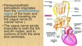 •Parasympathetic
stimulation originates
from the cardioinhibitory
region of the brain and
impulses traveling via
the vagus nerve (X
cranial nerve ).
•The vagus nerve sends
branches to both the SA
and AV nodes, and to
portions of both the atria
and ventricles.
 