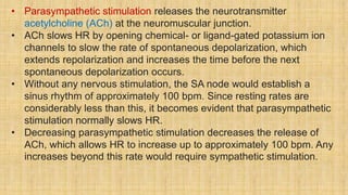 • Parasympathetic stimulation releases the neurotransmitter
acetylcholine (ACh) at the neuromuscular junction.
• ACh slows HR by opening chemical- or ligand-gated potassium ion
channels to slow the rate of spontaneous depolarization, which
extends repolarization and increases the time before the next
spontaneous depolarization occurs.
• Without any nervous stimulation, the SA node would establish a
sinus rhythm of approximately 100 bpm. Since resting rates are
considerably less than this, it becomes evident that parasympathetic
stimulation normally slows HR.
• Decreasing parasympathetic stimulation decreases the release of
ACh, which allows HR to increase up to approximately 100 bpm. Any
increases beyond this rate would require sympathetic stimulation.
 