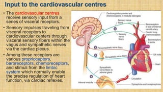 Input to the cardiovascular centres
• The cardiovascular centres
receive sensory input from a
series of visceral receptors.
• Sensory impulses traveling from
visceral receptors to
cardiovascular centers through
visceral sensory fibers within the
vagus and sympathetic nerves
via the cardiac plexus.
• Among these receptors are
various proprioceptors,
baroreceptors, chemoreceptors,
and stimuli from the limbic
system which normally enable
the precise regulation of heart
function, via cardiac reflexes.
 