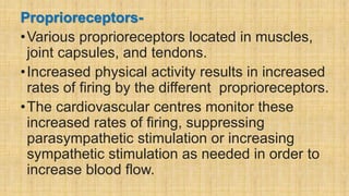 Proprioreceptors-
•Various proprioreceptors located in muscles,
joint capsules, and tendons.
•Increased physical activity results in increased
rates of firing by the different proprioreceptors.
•The cardiovascular centres monitor these
increased rates of firing, suppressing
parasympathetic stimulation or increasing
sympathetic stimulation as needed in order to
increase blood flow.
 