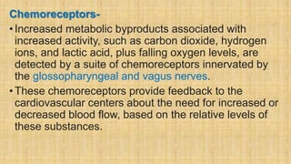 Chemoreceptors-
•Increased metabolic byproducts associated with
increased activity, such as carbon dioxide, hydrogen
ions, and lactic acid, plus falling oxygen levels, are
detected by a suite of chemoreceptors innervated by
the glossopharyngeal and vagus nerves.
• These chemoreceptors provide feedback to the
cardiovascular centers about the need for increased or
decreased blood flow, based on the relative levels of
these substances.
 