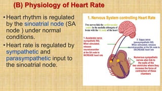 (B) Physiology of Heart Rate
•Heart rhythm is regulated
by the sinoatrial node (SA
node ) under normal
conditions.
•Heart rate is regulated by
sympathetic and
parasympathetic input to
the sinoatrial node.
 