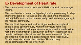 E- Development of Heart rate
• The human heart beats more than 3.5 billion times in an average
lifetime.
• The heartbeat of a human embryo begins at approximately 21 days
after conception, or five weeks after the last normal menstrual
period (LMP), which is the date normally used to date pregnancy in
the medical community.
• The electrical depolarizations that trigger cardiac myocytes to
contract arise spontaneously within the myocyte itself. The
heartbeat is initiated in the pacemaker regions and spreads to the
rest of the heart through a conduction pathway. Pacemaker cells
develop in the primitive atrium and the sinus venosus to form
the sinoatrial node and the atrioventricular node respectively.
Conductive cells develop the bundle of His and carry
the depolarization into the lower heart.
 