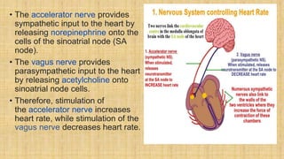 • The accelerator nerve provides
sympathetic input to the heart by
releasing norepinephrine onto the
cells of the sinoatrial node (SA
node).
• The vagus nerve provides
parasympathetic input to the heart
by releasing acetylcholine onto
sinoatrial node cells.
• Therefore, stimulation of
the accelerator nerve increases
heart rate, while stimulation of the
vagus nerve decreases heart rate.
 