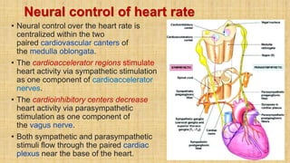 Neural control of heart rate
• Neural control over the heart rate is
centralized within the two
paired cardiovascular canters of
the medulla oblongata.
• The cardioaccelerator regions stimulate
heart activity via sympathetic stimulation
as one component of cardioaccelerator
nerves.
• The cardioinhibitory centers decrease
heart activity via parasympathetic
stimulation as one component of
the vagus nerve.
• Both sympathetic and parasympathetic
stimuli flow through the paired cardiac
plexus near the base of the heart.
 