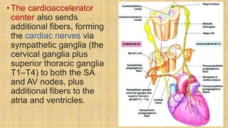 •The cardioaccelerator
center also sends
additional fibers, forming
the cardiac nerves via
sympathetic ganglia (the
cervical ganglia plus
superior thoracic ganglia
T1–T4) to both the SA
and AV nodes, plus
additional fibers to the
atria and ventricles.
 