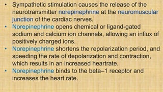 • Sympathetic stimulation causes the release of the
neurotransmitter norepinephrine at the neuromuscular
junction of the cardiac nerves.
• Norepinephrine opens chemical or ligand-gated
sodium and calcium ion channels, allowing an influx of
positively charged ions.
• Norepinephrine shortens the repolarization period, and
speeding the rate of depolarization and contraction,
which results in an increased heartrate.
• Norepinephrine binds to the beta–1 receptor and
increases the heart rate.
 