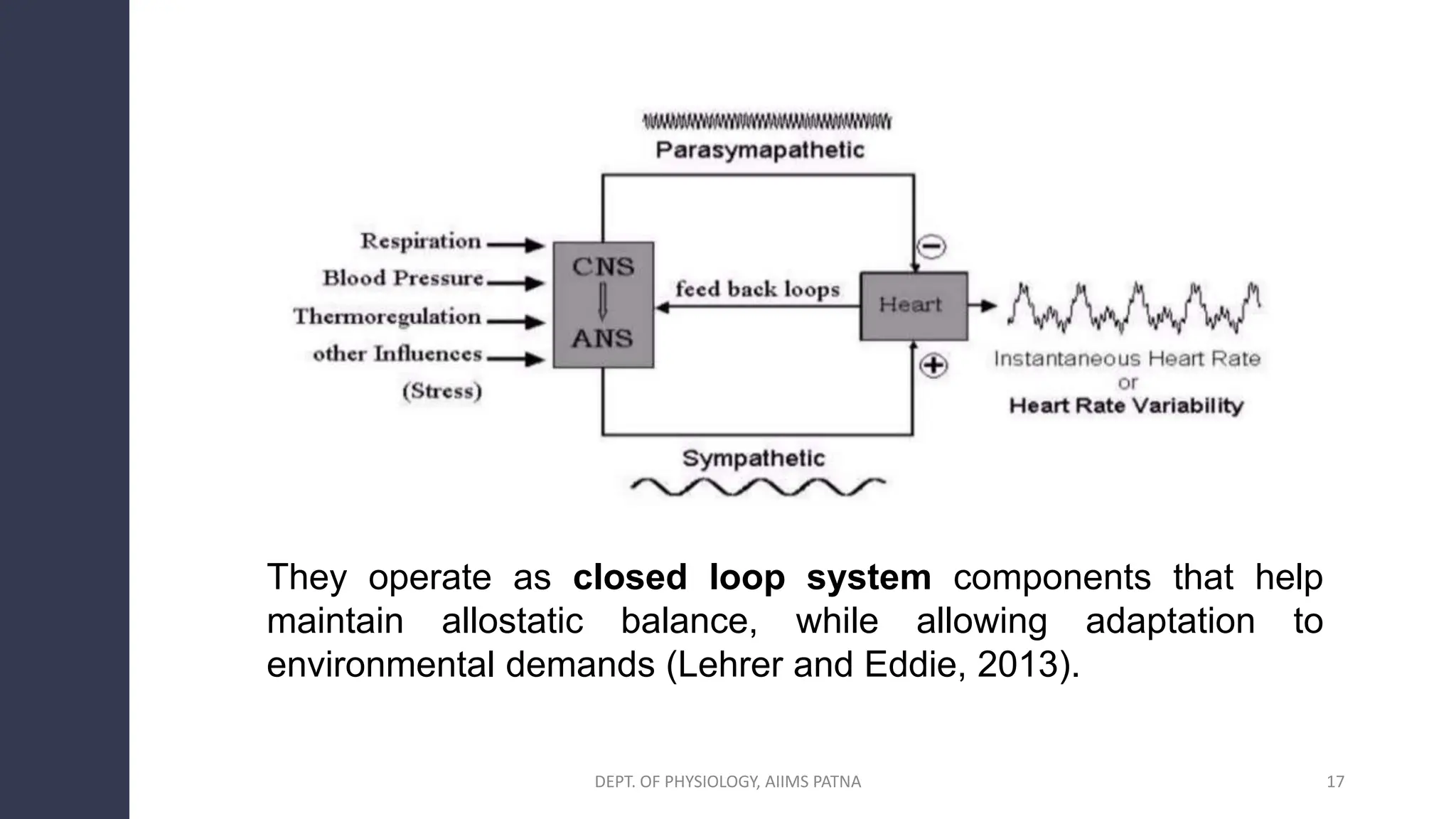 DEPT. OF PHYSIOLOGY, AIIMS PATNA 17
They operate as closed loop system components that help
maintain allostatic balance, while allowing adaptation to
environmental demands (Lehrer and Eddie, 2013).
 