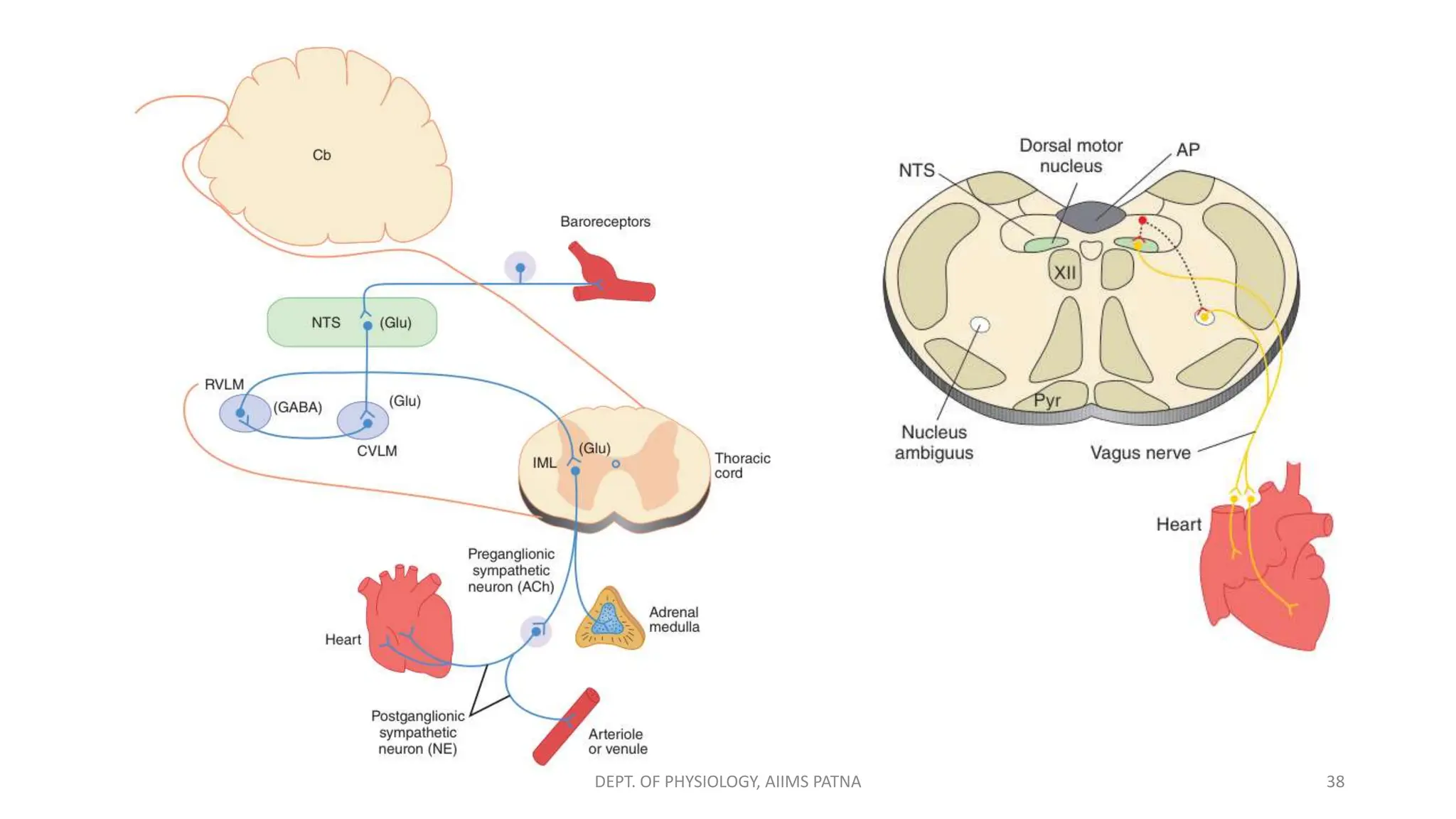 38
DEPT. OF PHYSIOLOGY, AIIMS PATNA
 
