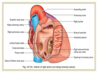 Internal Right Atrium HEART & RIGHT ATRIUM - Hardik Saini.pptx