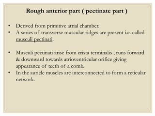 Pectinate Ridges HEART & RIGHT ATRIUM - Hardik Saini.pptx