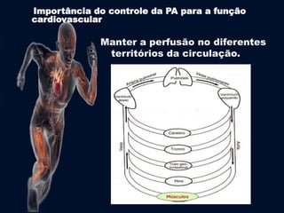 Importância do controle da PA para a função 
cardiovascular 
Manter a perfusão no diferentes 
territórios da circulação. 
 