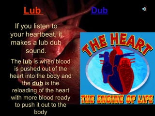 Lub   If you listen to your heartbeat, it makes a lub dub sound. The  lub  is when blood is pushed out of the heart into the body and the  dub  is the reloading of the heart with more blood ready to push it out to the body Dub 