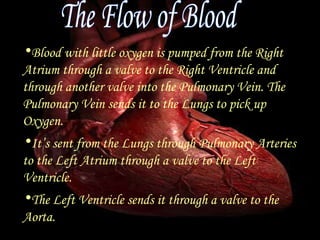 Blood with little oxygen is pumped from the Right Atrium through a valve to the Right Ventricle and through another valve into the Pulmonary Vein. The Pulmonary Vein sends it to the Lungs to pick up Oxygen.  It’s sent from the Lungs through Pulmonary Arteries to the Left Atrium through a valve to the Left Ventricle.  The Left Ventricle sends it through a valve to the Aorta. The Flow of Blood 