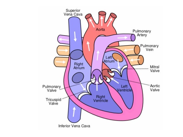 heart platform slides
