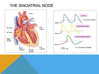 Aging Heart slideshare | PPTX