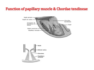 Function of papillary muscle & Chordae tendineae
 