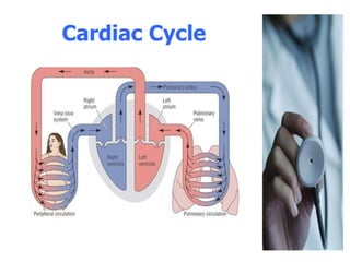 Cardiac Cycle  