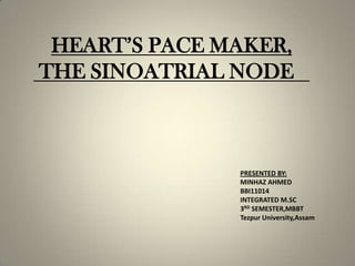 HEART’S PACE MAKER,
THE SINOATRIAL NODE

PRESENTED BY:
MINHAZ AHMED
BBI11014
INTEGRATED M.SC
3RD SEMESTER,MBBT
Tezpur University,Assam

 